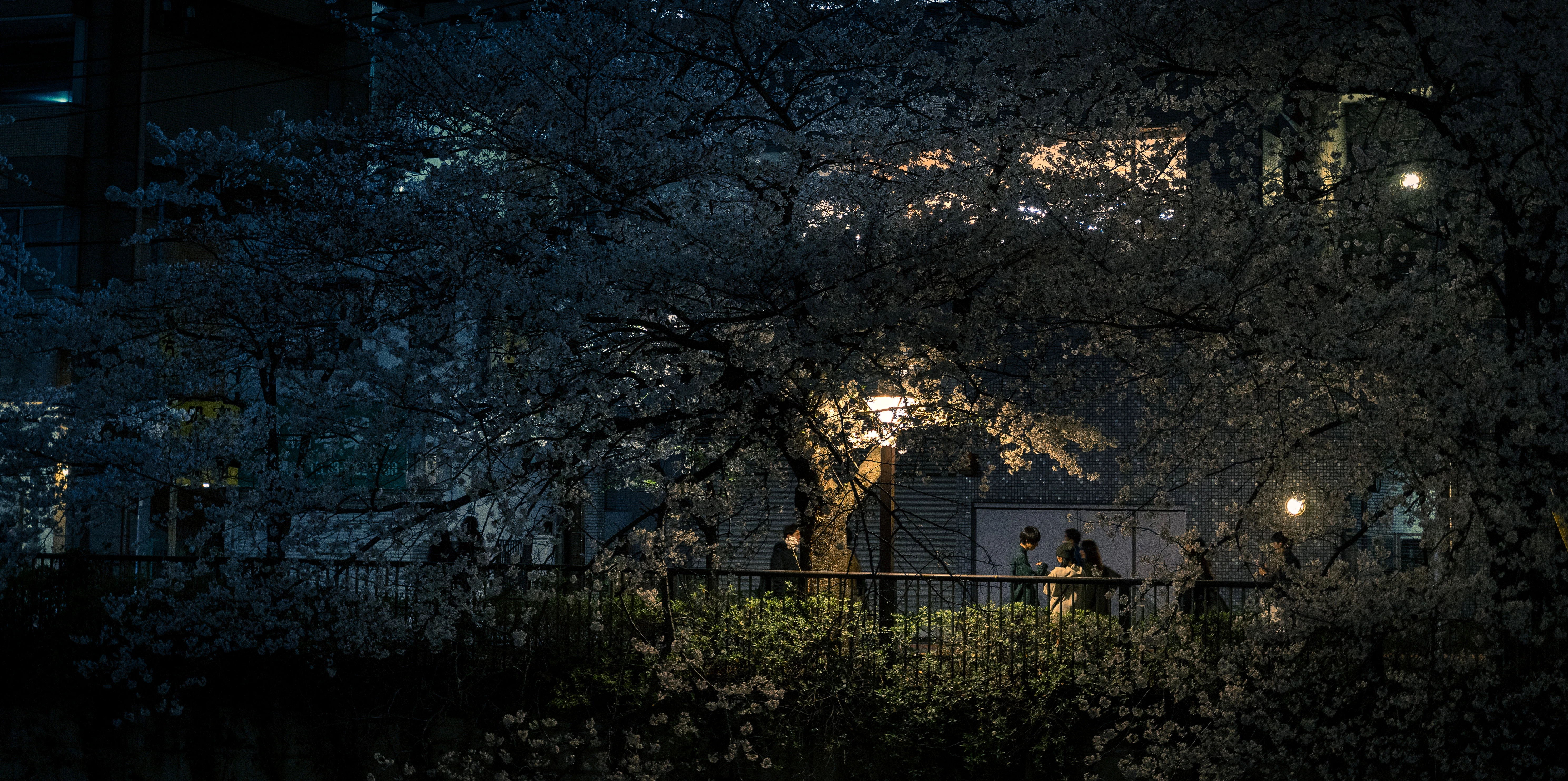 Charming Sakura Night Walk Illuminated by Streetlight